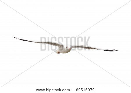 Seagull flying in the sky isolated on white background
