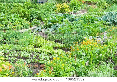 Marigold and different vegetables on a vegetable garden ground