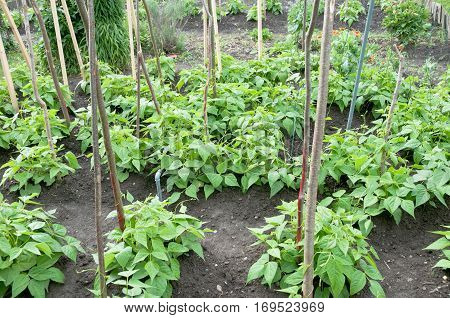 Fresh runner bean plants and other vegetables on a vegetable garden patch with poles
