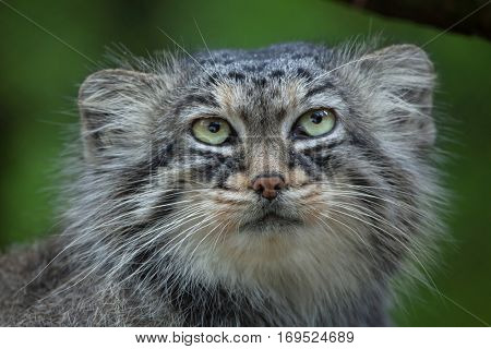 Pallas's cat (Otocolobus manul), also known as the manul. 