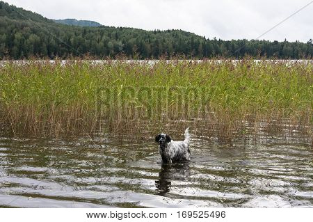 English setter. Walk in the reeds. Siberia, Russia