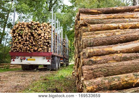 Dutch truck and trailer loaded with pine tree trunks in forest
