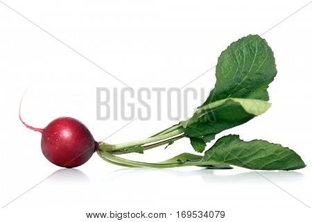 Studio shot of raddish on white background