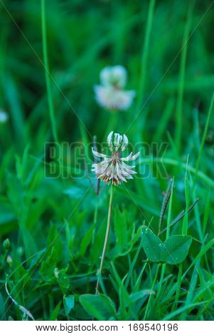 White clower flower close up with green grass in the background