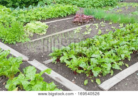 Fresh beetroot plants on a vegetable garden ground with other vegetables in the background