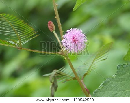 Mimosa flower in the garden is 
efflorescent