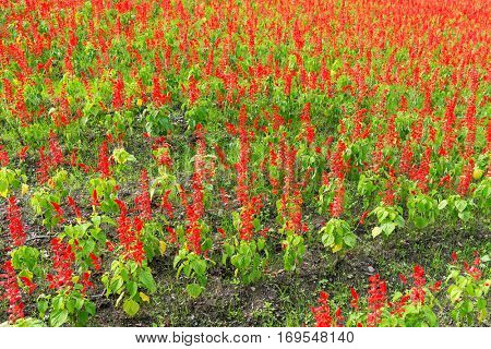 Salvia field