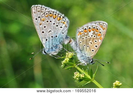 Polyommatus icarus, Common Blue butterflies mating on wild flower. Love of butterflies.