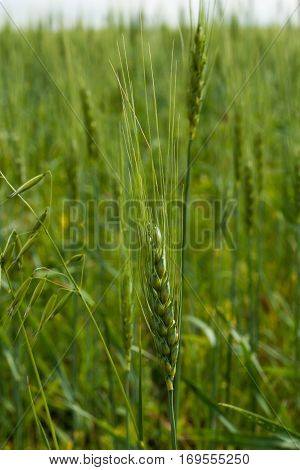 Wheat ears mature on the field. Sunny summer day.