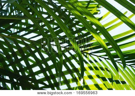 palm leaves background, tropical plant, botanical garden