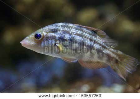 Corkwing wrasse (Symphodus melops). Marine fish.
