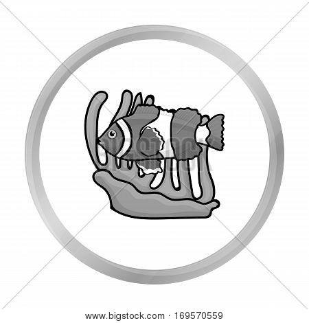 Clownfish and anemone icon in monochrome design isolated on white background. Australia symbol stock vector illustration.