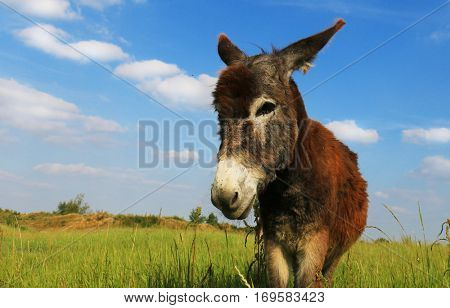 Donkey in a Field in sunny day