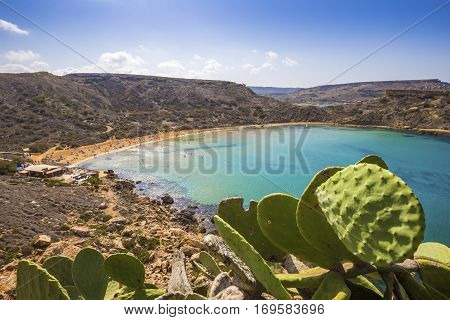 Malta - Huge cactus at Ghajn Tuffieha sandy beach with blue sky and crystal clear green sea water
