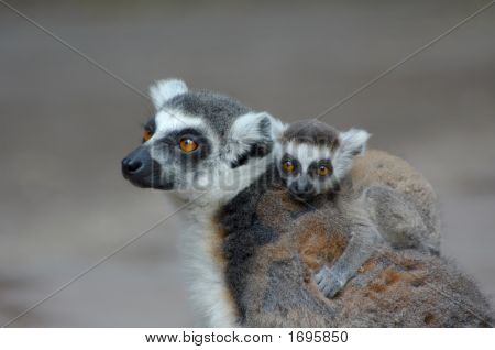 Bébé lémur catta