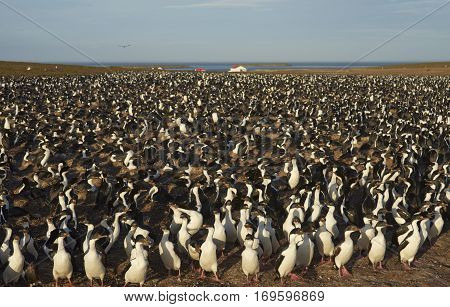 Large colony of Imperial Shag (Phalacrocorax atriceps albiventer) on Bleaker Island on the Falkland Islands