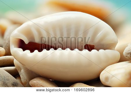 Macro shot of shells on the rocks.