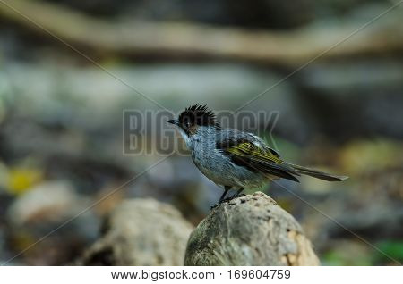 Ashy Bulbul  (hypsipetes Flavala)