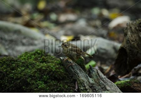 buff-breasted babbler (Trichastoma tickelli) in nature Thailand