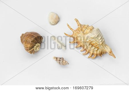 The Group Of Natural Colorful Conchs Isolated On A White Background. Collage Of My Downscaled Pictur