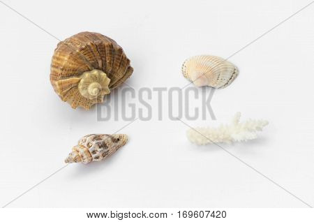 The Group Of Natural Colorful Conchs Isolated On A White Background. Collage Of My Downscaled Pictur