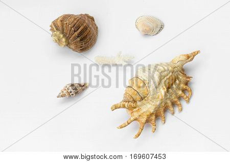 The Group Of Natural Colorful Conchs Isolated On A White Background. Collage Of My Downscaled Pictur