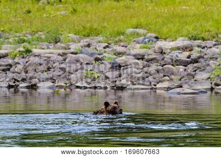 Bear swim on the a big river. Somewhere in northern Siberia. Russia