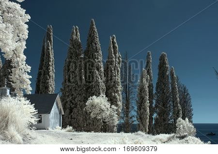 Infrared landscape. In this type of filming foliage changes its color to white.