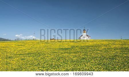 Small rural church in a field with yellow flowers
