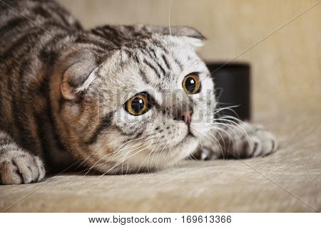 Playful tabby cat lying on the couch and conceives nasty
