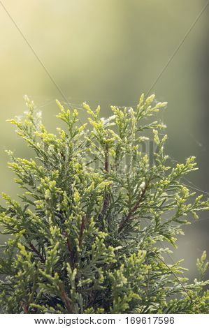 coniferous shrub cypress has the web and tends to the sun