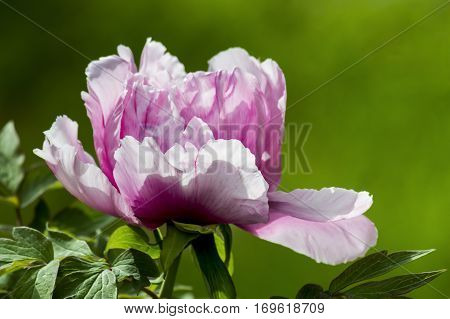 Delicate pink peony flower blossomed in the grass in the sun