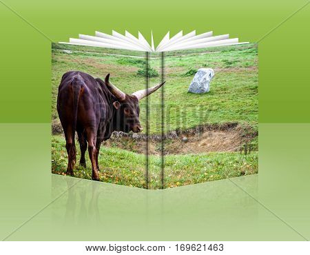 book of a wild buffalo to pasture in Safari park