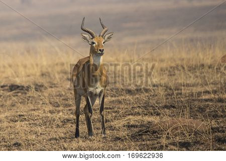 KOB male standing in the savannah among burned grass in the dry season