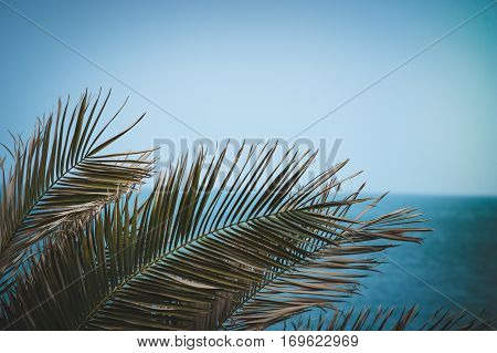 leaves of the date palm, on the horizon of sea and blue sky