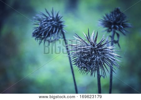 thorny plants, too, are beautiful and mysterious