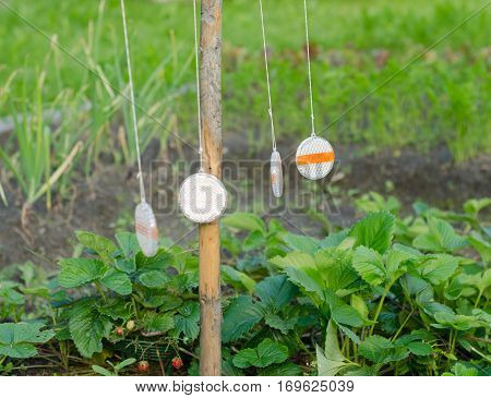 Russian folk remedy for repelling birds in agro-industry