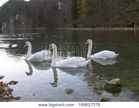 Three Mute Swans relaxing on Schwansee, the Lake at the foothill of Hohenschwangau Castle in Bavaria, Germany