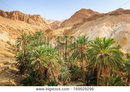 Mountain oasis Chebika at border of Sahara, Tunisia, Africa