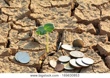 desolate land or dry areas have little green plant and coins