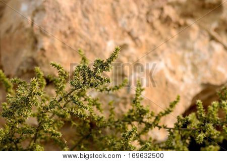 Desert vegetation close-up on a background of stone surface.