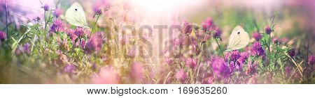 Beautiful nature in spring - white butterflies on flowering clover, butterflies in flowering meadow