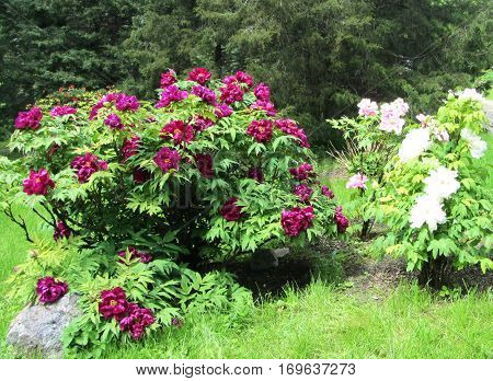 Wonderful flowers give a spring mood to us.