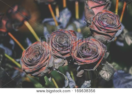 Fresh Rose black baccara in vintage style