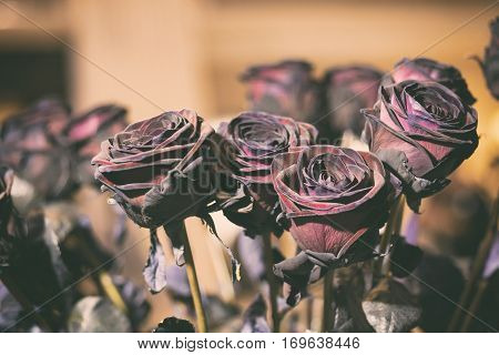 Fresh Rose black baccara in vintage style