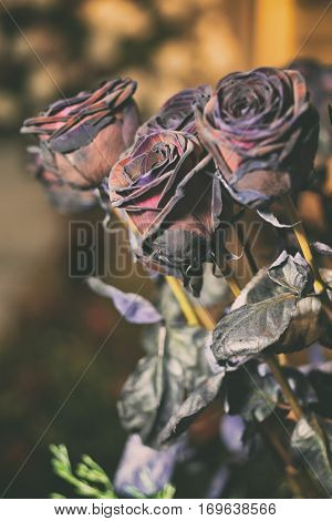 Fresh Rose black baccara in vintage style