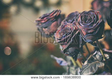 Fresh Rose black baccara in vintage style