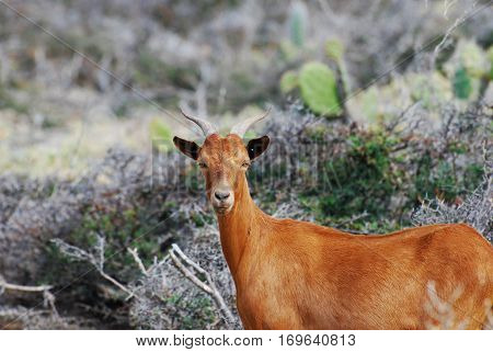 Beautiful brown billy goat with curved horns on his head.