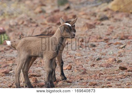 Really cute pair of two baby brown goats standing close together.