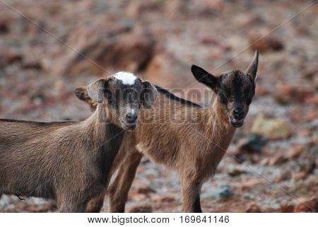 Up close and personal with a pair of kid goats.